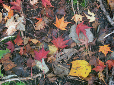 紅葉
