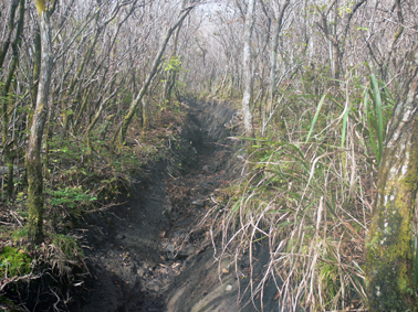 登山道