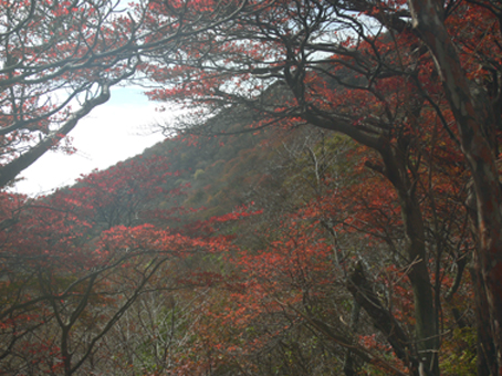紅葉