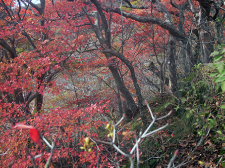 紅葉