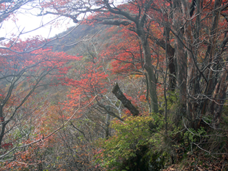 紅葉