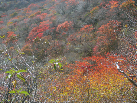 紅葉