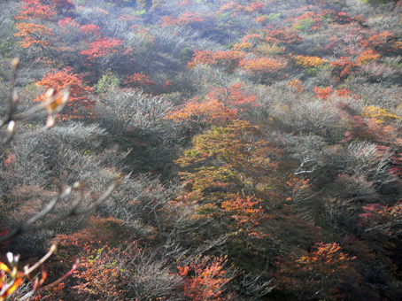 紅葉