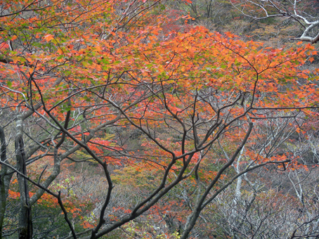 kouyou 