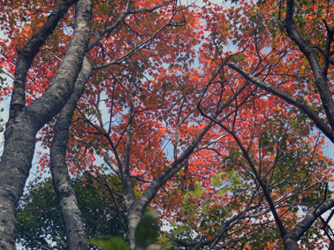 紅葉