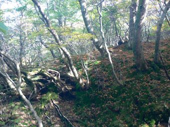 登山道