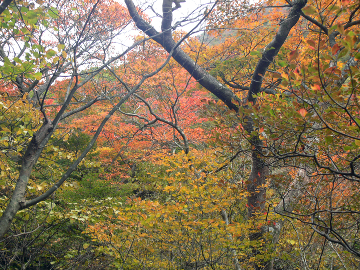 紅葉
