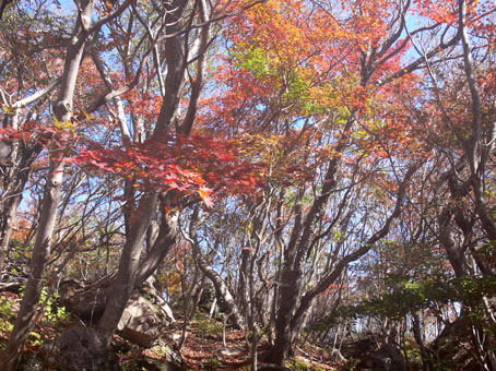 紅葉