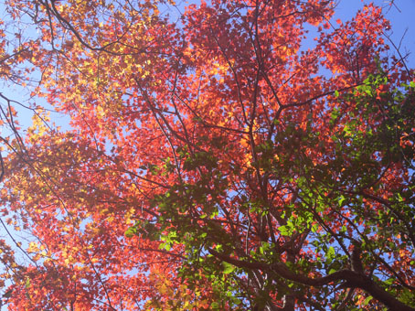 紅葉