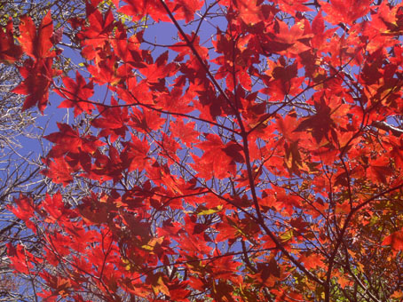 紅葉