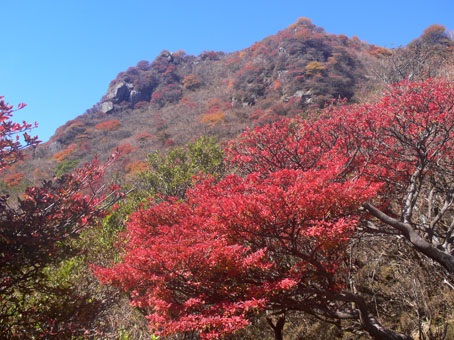 紅葉