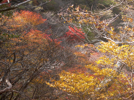 紅葉