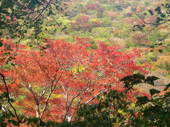 紅葉