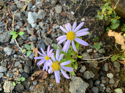 野菊