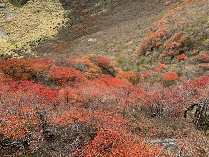 紅葉