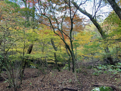 紅葉