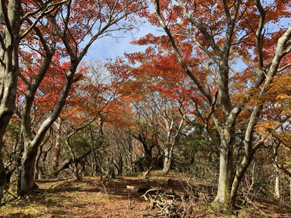 紅葉