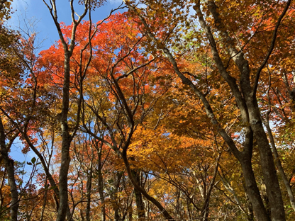 紅葉