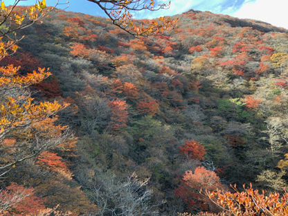 紅葉