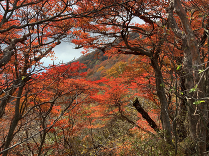 紅葉
