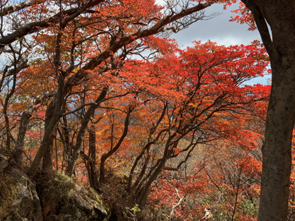 紅葉