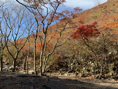 kouyou 