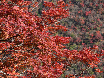 紅葉