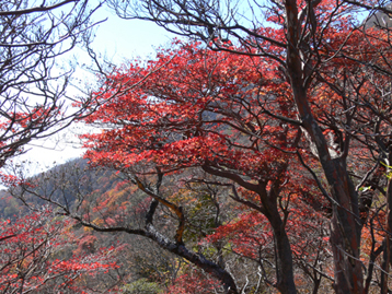 紅葉