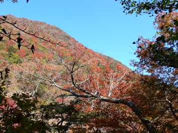 紅葉