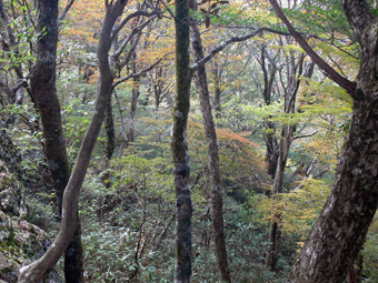登山道