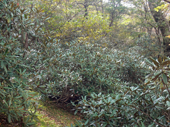 登山道
