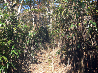登山道