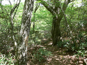 登山道