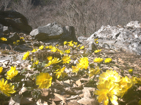 fukujyusou 