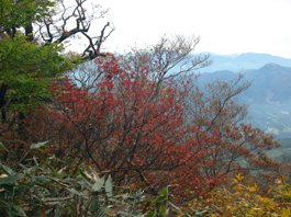 紅葉