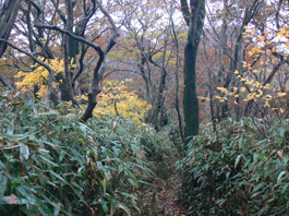 登山道