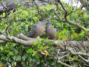 鳩