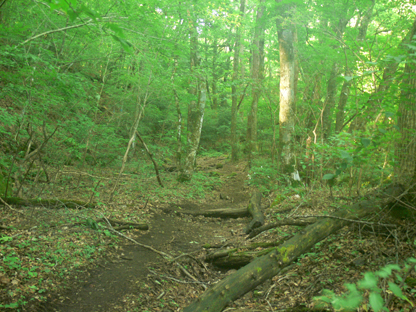 登山道