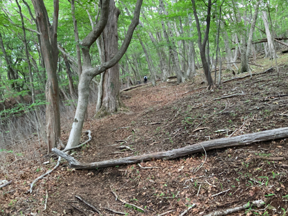 登山道