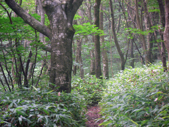 登山道