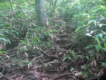 登山道
