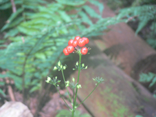 不明
