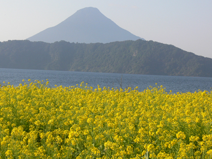 菜の花