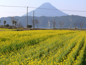 菜の花