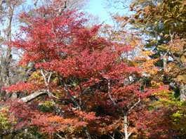 紅葉