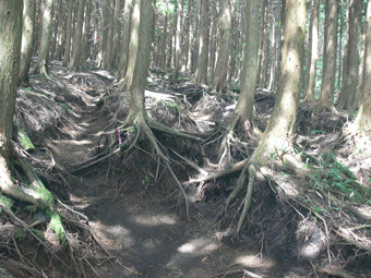 登山道
