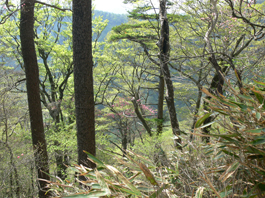 登山道