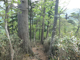 登山道