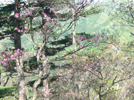登山道
