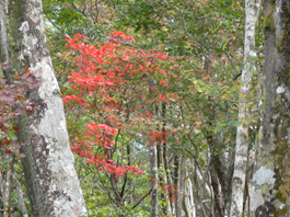 紅葉